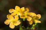 Hairy St. Johnswort